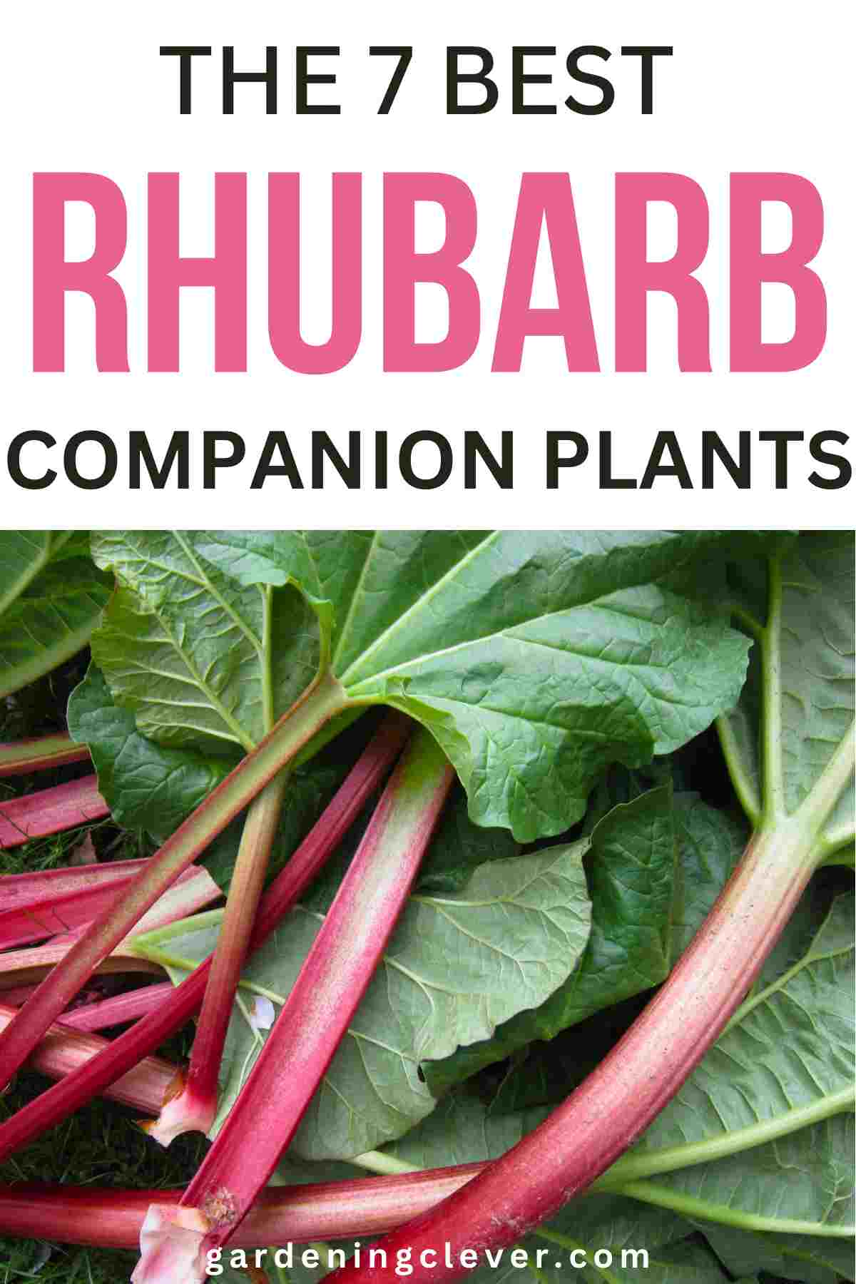 best rhubarb companion plants