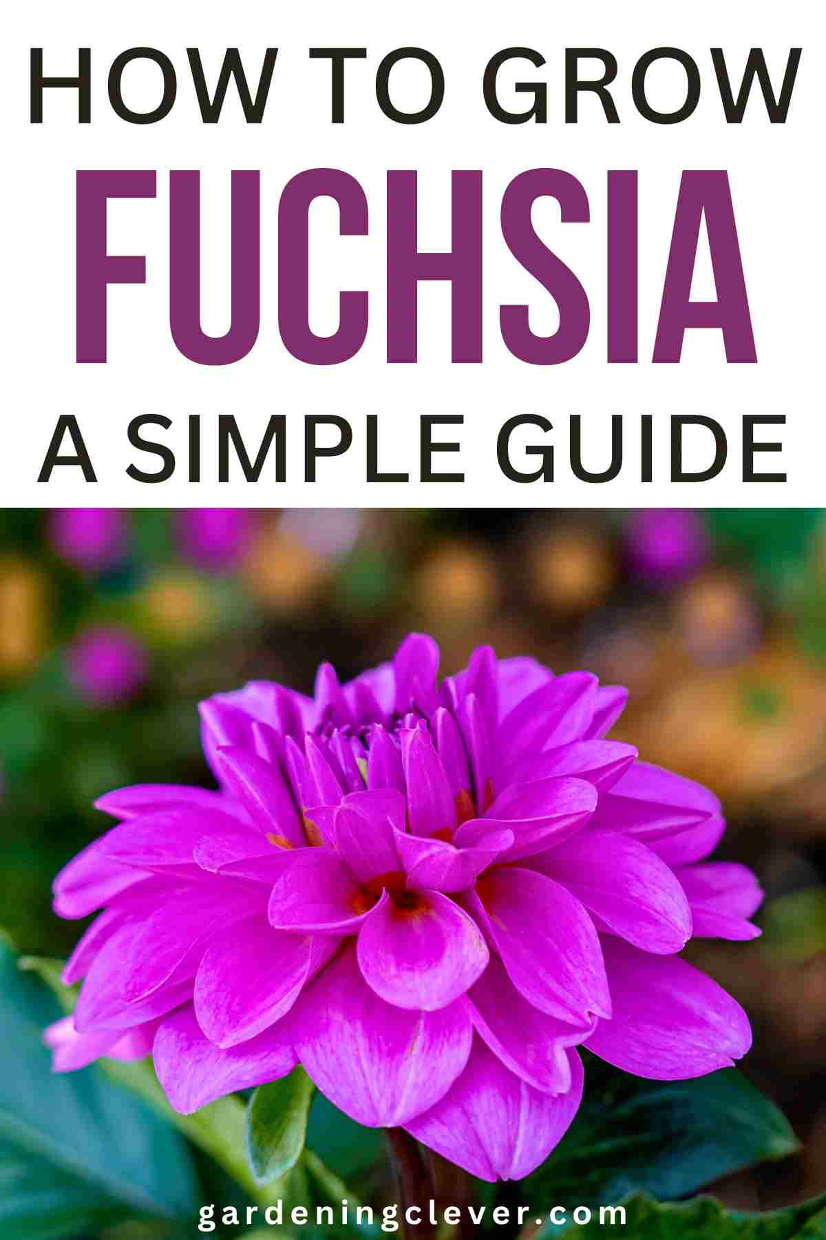 how to grow fuchsias