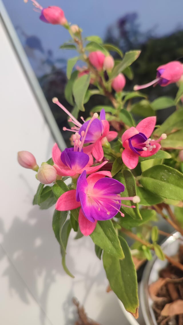 pink lady fuchsias