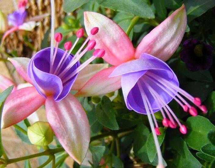 stunning purple fuchsias